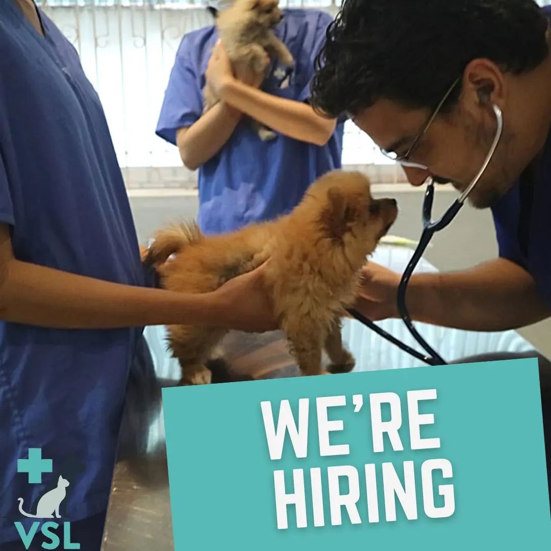#Job Type: Small #Animal Veterinary Surgeon  Contract: 6 – 12 months, with the opportunity to renew for the right candidate  Hours: Full-Time or Part-Time applicants welcome  Annual Salary: $15,600 – $36,000 USD (After Tax)  Location: Boeung Keng Kang 1, Phnom Penh, Cambodia   
Get in contact:  If you have the skills, experience and enthusiasm to be successful in this role, please send applications or enquiries to info@vslveterinary.com, ensuring you include the following:  – A cover letter in Word or PDF format  – A current resume in Word or PDF format  The successful applicant will be required to complete satisfactory background screening checks and provide references.  VSL is an equal opportunity #employer committed to providing a #working environment that embraces and values diversity and inclusion.  #Veterinary #animalcare
#vet