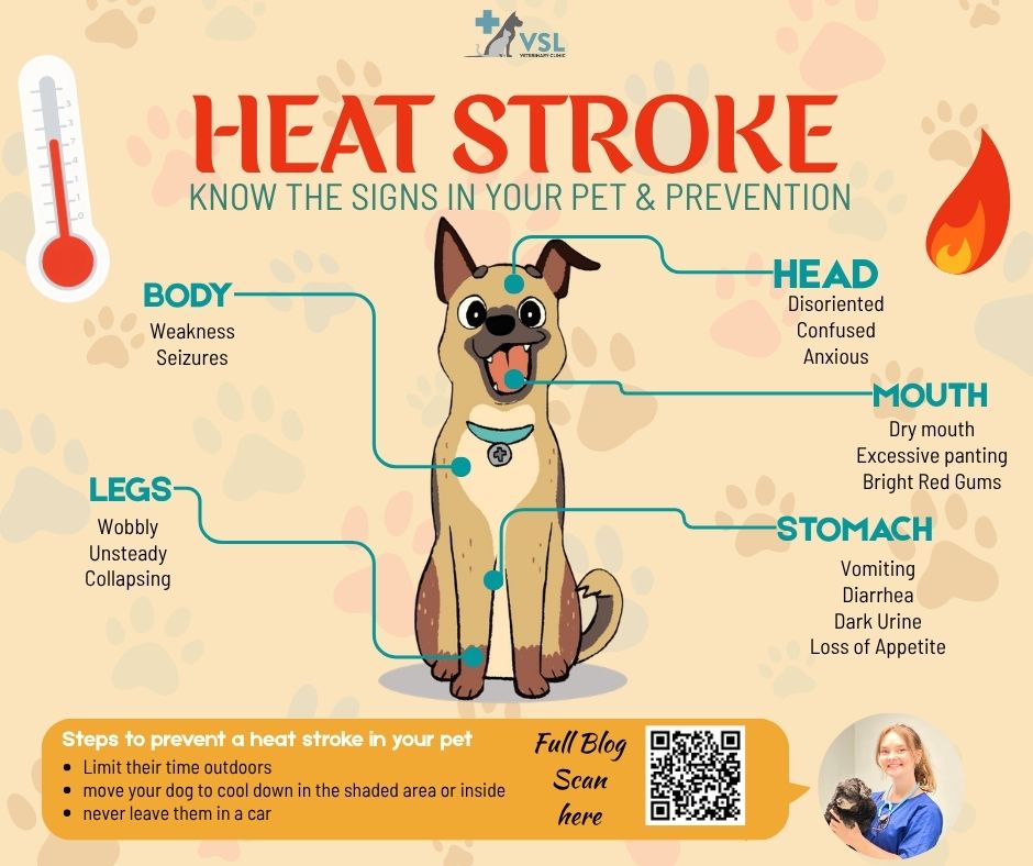 The weather is extremely hot right now! ☀️🔥
Don’t forget this heat isn’t only dangerous for us, but for our pets too.🐶 Heat stroke in pets can develop quickly and may become life-threatening if not treated promptly. Unlike humans, pets can’t regulate their body temperature as efficiently, making them more vulnerable in high temperatures.Staying informed is the best way to protect them and keep them safe during this hot season.📖 Click the link https://vslveterinary.com/heat-stroke-know-the-signs-in-your-pet-preventions/ to read the full blog and learn more about heat stroke in pets and how to prevent it.🔖Book your appointment:
🔗Link: https://ap-booking.vetstoria.com/booking/66b5d69745c87/?r=6
📞Phone: 023-986-640
📲WhatsApp: 017 464 681
📲Telegram: https://t.me/VSLveterinaryclinic
📍Visit us in BKK1: https://share.google/pglZkQrmunrFuLRKX
📱Join our VSL Telegram group: https://t.me/+5d7K4kN3Y0ljZTEy
~~~~~☀️🔥 អាកាសធាតុកំពុងក្តៅខ្លាំងណាស់!សូមកុំភ្លេចថា កំដៅនេះ មិនត្រឹមតែគ្រោះថ្នាក់សម្រាប់មនុស្សប៉ុណ្ណោះទេ ប៉ុន្តែសម្រាប់សត្វចិញ្ចឹមរបស់អ្នកផងដែរ។ 🐾🐶 ជំងឺក្តៅខ្លាំង (Heat Stroke) ក្នុងសត្វចិញ្ចឹម អាចកើតឡើងយ៉ាងឆាប់រហ័ស និងអាចគ្រោះថ្នាក់ដល់ជីវិត ប្រសិនបើមិនទទួលបានការព្យាបាលទាន់ពេលវេលា។ ខុសពីមនុស្ស សត្វមិនអាចគ្រប់គ្រងសីតុណ្ហភាពរាងកាយបានល្អដូចយើងទេ ដូច្នេះពួកវាងាយរងគ្រោះនៅពេលអាកាសធាតុក្តៅខ្លាំង។ការយល់ដឹង និងការប្រុងប្រយ័ត្ន គឺជាវិធីល្អបំផុតក្នុងការការពារពួកវា និងរក្សាឲ្យមានសុវត្ថិភាពក្នុងរដូវក្តៅនេះ។📖 👉 ចុចតំណខាងក្រោម ដើម្បីអានអត្ថបទពេញ និងស្វែងយល់បន្ថែមអំពីជំងឺ Heat Stroke និងវិធីការពារ
https://vslveterinary.com/heat-stroke-know-the-signs-in-your-pet-preventions/🔖 កក់ពេលជួបរបស់អ្នក៖
🔗 តំណភ្ជាប់: https://ap-booking.vetstoria.com/booking/66b5d69745c87/?r=6
📞 ទូរស័ព្ទ: 023-986-640
📲 WhatsApp:+855 017 464 681
📲Telegram: https://t.me/VSLveterinaryclinic
📍 មកកាន់យើងនៅ BKK1: https://share.google/pglZkQrmunrFuLRKX
📱 ចូលរួមក្រុម VSL Telegram របស់យើង: https://t.me/+5d7K4kN3Y0ljZTEy