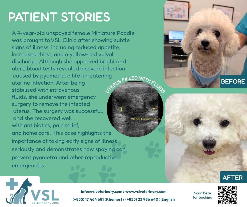 🐾 A small change can be a big warning sign. 🐾
This 4-year-old Miniature Poodle came to VSL Clinic with reduced appetite, increased thirst, and unusual discharge. Despite looking bright and happy, tests revealed pyometra—a serious and potentially life-threatening uterine infection.
After emergency surgery and proper care, she made a successful recovery. ❤️
This is a reminder to never ignore subtle changes in your pet’s health. Early detection saves lives, and spaying can help prevent pyometra.🔖Book your appointment:
🔗Link: https://ap-booking.vetstoria.com/booking/66b5d69745c87/?r=6
📞Phone: 023-986-640
📲WhatsApp: 017 464 681
📲Telegram: https://t.me/VSLveterinaryclinic
📍Visit us in BKK1: https://share.google/pglZkQrmunrFuLRKX
📱Join our VSL Telegram group: https://t.me/+5d7K4kN3Y0ljZTEy~~~~~🐾 ការផ្លាស់ប្តូរតិចតួច អាចជាសញ្ញាព្រមានដ៏សំខាន់។ ❤️សត្វឆ្កែពូជ Miniature Poodle អាយុ ៤ ឆ្នាំមួយក្បាល បានមកកាន់ VSL Veterinary Clinic ដោយមានរោគសញ្ញាដូចជា ញ៉ាំអាហារតិច ផឹកទឹកច្រើនជាងធម្មតា និងមានសារធាតុរាវហូរចេញខុសប្រក្រតី។ ទោះបីមើលទៅនៅតែស្រស់ស្រាយ និងសកម្មក៏ដោយ ការពិនិត្យបានបញ្ជាក់ថា នាងមានជំងឺ Pyometra ដែលជាការឆ្លងមេរោគធ្ងន់ធ្ងរនៅក្នុងស្បូន និងអាចគំរាមកំហែងដល់អាយុជីវិត ប្រសិនបើមិនបានព្យាបាលទាន់ពេលវេលា។បន្ទាប់ពីការវះកាត់បន្ទាន់ និងការថែទាំយ៉ាងយកចិត្តទុកដាក់ នាងបានជាសះស្បើយដោយជោគជ័យ។ 💙សូមចងចាំថា កុំមើលរំលងការផ្លាស់ប្តូរតូចៗណាមួយចំពោះសុខភាពសត្វចិញ្ចឹមរបស់អ្នក។ ការរកឃើញទាន់ពេលអាចជួយសង្គ្រោះជីវិតបាន ហើយការវះកាត់ស្បូន (Spaying) គឺជាវិធីដ៏មានប្រសិទ្ធភាពក្នុងការការពារជំងឺ Pyometra។ 🐶🐾🔖 កក់ពេលជួបរបស់អ្នក៖
🔗 តំណភ្ជាប់: https://ap-booking.vetstoria.com/booking/66b5d69745c87/?r=6
📞 ទូរស័ព្ទ: 023-986-640
📲 WhatsApp:+855 017 464 681
📲Telegram: https://t.me/VSLveterinaryclinic
📍 មកកាន់យើងនៅ BKK1: https://share.google/pglZkQrmunrFuLRKX
📱 ចូលរួមក្រុម VSL Telegram របស់យើង: https://t.me/+5d7K4kN3Y0ljZTEy