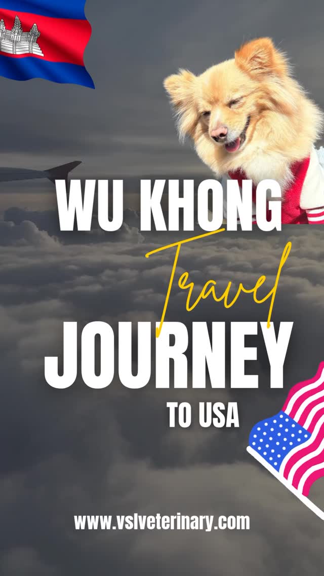 ✈️🐾 Wu Khong’s Journey to the USA – A Cabin Pet Travel StoryAt VSL Pet Travel, we’re always happy to help families relocate with their pets, ensuring comfort, safety, and peace of mind every step of the way. ❤️🐾🌎 Planning to move abroad with your pet?
Let us help make the journey simple and worry-free.
🔖Book your appointment:
🔗Link: https://ap-booking.vetstoria.com/booking/66b5d69745c87/?r=6
📞Phone: 023-986-640
📲WhatsApp: 017 464 681
📲Telegram: https://t.me/VSLveterinaryclinic
📍Visit us in BKK1: https://share.google/pglZkQrmunrFuLRKX
📱Join our VSL Telegram group: https://t.me/+5d7K4kN3Y0ljZTEy~~~~✈️🐾 ដំណើររបស់ Wu Khong ទៅសហរដ្ឋអាមេរិក – រឿងរ៉ាវធ្វើដំណើររបស់សត្វនៅក្នុងកាប៊ីនយន្តហោះនៅ VSL Pet Travel យើងរីករាយជានិច្ចក្នុងការជួយគ្រួសារនានា ធ្វើការផ្លាស់ទីទៅរស់នៅប្រទេសផ្សេងជាមួយសត្វចិញ្ចឹមរបស់ពួកគេ ដោយធានាថា មានភាពសុខស្រួល សុវត្ថិភាព និងភាពទុកចិត្តក្នុងរាល់ជំហាននៃដំណើរ។ ❤️🐾🌎 កំពុងរៀបចំផ្លាស់ទីទៅក្រៅប្រទេសជាមួយសត្វចិញ្ចឹមរបស់អ្នកមែនទេ?
អនុញ្ញាតឲ្យយើងជួយធ្វើឲ្យដំណើរនោះ កាន់តែងាយស្រួល និងគ្មានការព្រួយបារម្ភ។ ✈️🐶🐱🔖 កក់ពេលជួបរបស់អ្នក៖
🔗 តំណភ្ជាប់: https://ap-booking.vetstoria.com/booking/66b5d69745c87/?r=6
📞 ទូរស័ព្ទ: 023-986-640
📲 WhatsApp:+855 017 464 681
📲Telegram: https://t.me/VSLveterinaryclinic
📍 មកកាន់យើងនៅ BKK1: https://share.google/pglZkQrmunrFuLRKX
📱 ចូលរួមក្រុម VSL Telegram របស់យើង: https://t.me/+5d7K4kN3Y0ljZTEy