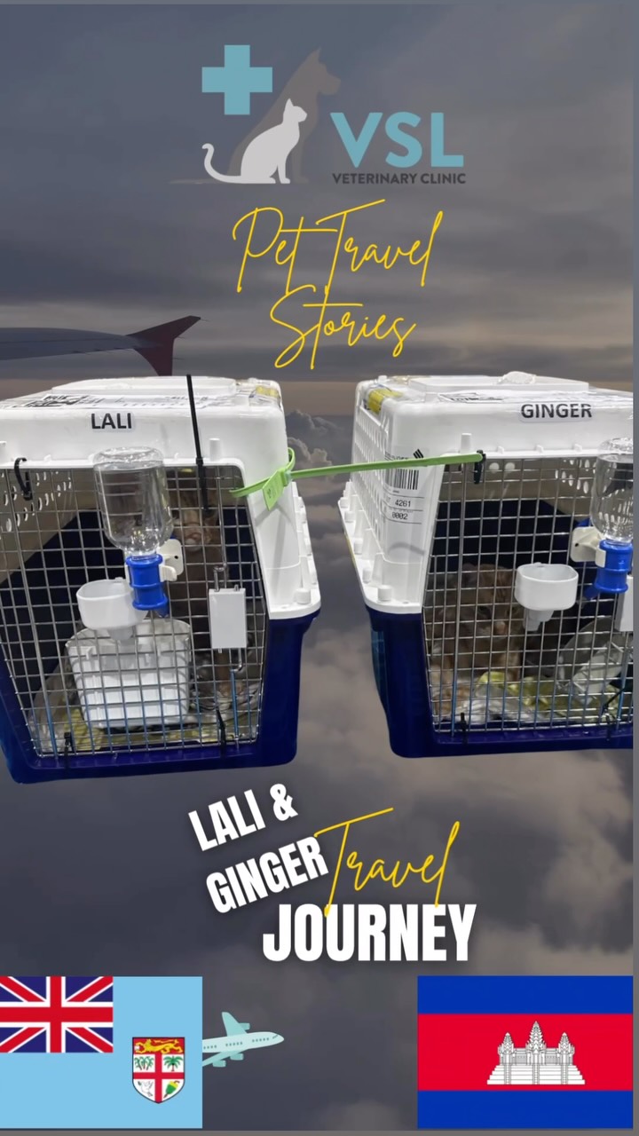 Our 2 feline clients, Lali and Ginger,  from Fiji to Cambodia through our manifested cargo pet relocation service.International pet relocation requires careful planning, compliance with destination requirements, and a strong focus on animal welfare throughout the process. We’re proud to assist families in reuniting with their pets across the globe.Thank you for trusting VSL with this important journey.
📍 International Pet Relocation
📍 Veterinary Travel Documentation
📍 Import & Export Assistance
📍 Manifested Cargo Coordination🔖Book your appointment:
🔗Link: https://ap-booking.vetstoria.com/booking/66b5d69745c87/?r=6
📞Phone: 023-986-640
📲WhatsApp: 017 464 681
📲Telegram: https://t.me/VSLveterinaryclinic
📍Visit us in BKK1: https://share.google/pglZkQrmunrFuLRKX
📱Join our VSL Telegram group: https://t.me/+5d7K4kN3Y0ljZTEy~🐾✈️ សូមស្វាគមន៍ Lali និង Ginger មកកាន់ប្រទេសកម្ពុជា! 🇰🇭💙យើងមានសេចក្តីរីករាយដែលបានជួយអតិថិជនឆ្មាទាំងពីររបស់យើង Lali និង Ginger ធ្វើដំណើរពី ប្រទេសហ្វីជី មកកាន់ ប្រទេសកម្ពុជា ដោយសុវត្ថិភាព តាមរយៈសេវាកម្មដឹកជញ្ជូនសត្វចិញ្ចឹមជាទំនិញតាមយន្តហោះ (Manifested Cargo Pet Relocation)។ការផ្លាស់ទីសត្វចិញ្ចឹមអន្តរជាតិ ត្រូវការការរៀបចំយ៉ាងម៉ត់ចត់ ការអនុវត្តតាមលក្ខខណ្ឌរបស់ប្រទេសគោលដៅ និងការយកចិត្តទុកដាក់ខ្ពស់ចំពោះសុខុមាលភាពរបស់សត្វក្នុងគ្រប់ដំណាក់កាលនៃការធ្វើដំណើរ។យើងមានមោទនភាពដែលបានជួយឱ្យគ្រួសារជួប