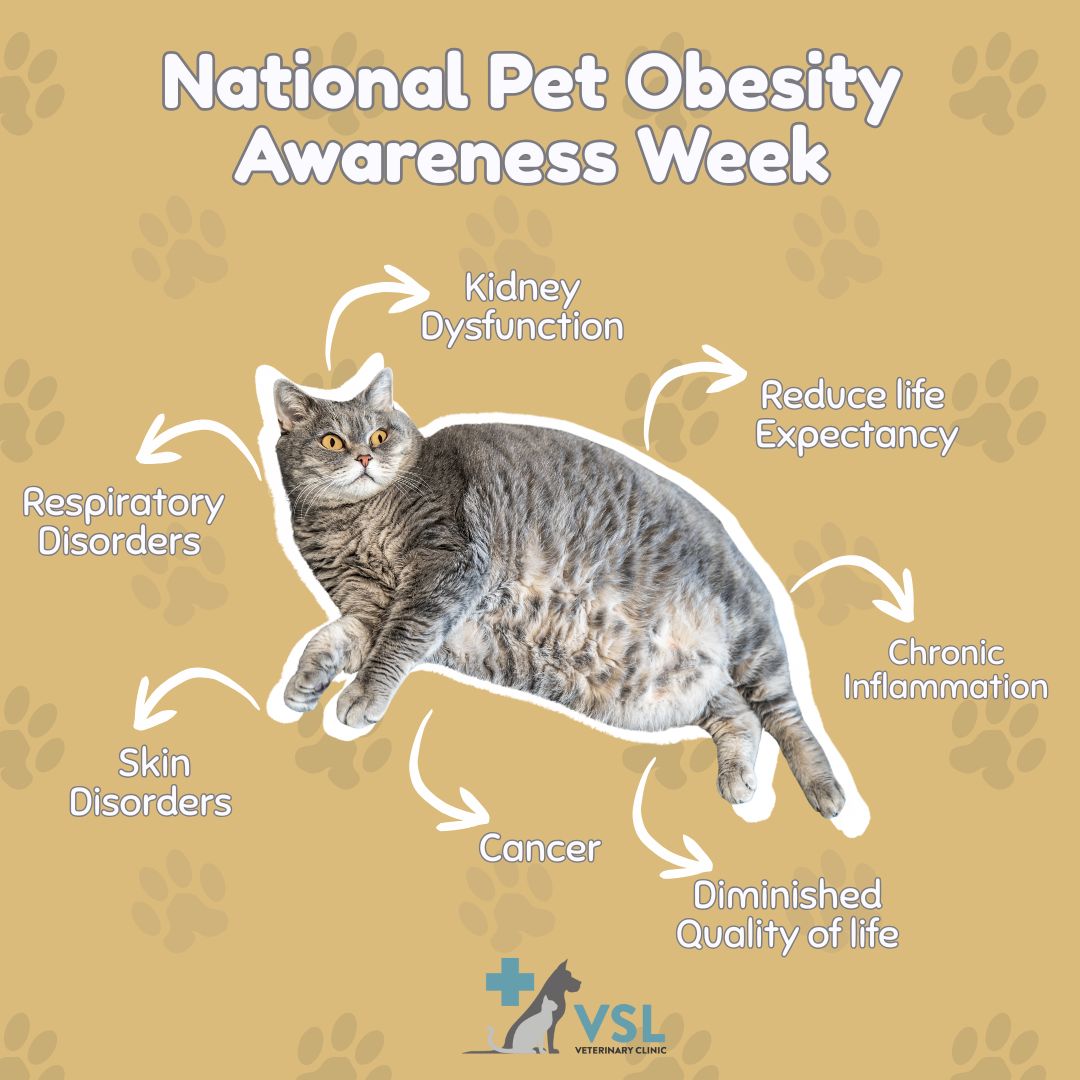 🐾 National Pet Obesity Awareness Week🐾
National Pet Obesity Awareness Week highlights the importance of maintaining a healthy weight for our furry companions. Pet obesity can lead to serious health issues, including diabetes, joint problems, heart disease, and a shorter lifespan.This week is a reminder for pet parents to monitor portion sizes, choose balanced nutrition, encourage daily exercise, and schedule regular veterinary checkups. Small changes—like healthier treats and more playtime—can make a big difference in your pet’s overall health and happiness.
Let’s work together to keep our pets active, healthy, and thriving at every stage of life. 🐶🐱~~~~~~🐾 សប្ដាហ៍ជាតិស្តីពីការយល់ដឹងអំពីភាពធាត់លើសទម្ងន់របស់សត្វចិញ្ចឹម 🐾សប្ដាហ៍ជាតិនេះ មានគោលបំណងលើកស្ទួយការយល់ដឹងអំពីសារៈសំខាន់នៃការរក្សាទម្ងន់ឲ្យសមរម្យសម្រាប់សត្វចិញ្ចឹមជាទីស្រឡាញ់របស់យើង។ ភាពធាត់លើសទម្ងន់អាចបង្កឲ្យមានបញ្ហាសុខភាពធ្ងន់ធ្ងរ ដូចជា ជំងឺទឹកនោមផ្អែម បញ្ហាសន្លាក់ ជំងឺបេះដូង និងអាយុកាលខ្លីជាងមុន។សប្ដាហ៍នេះជាការរំលឹកដល់ម្ចាស់សត្វទាំងអស់ ឲ្យយកចិត្តទុកដាក់លើបរិមាណអាហារ ជ្រើសរើសអាហារដែលមានតុល្យភាព លើកទឹកចិត្តឲ្យសត្វហាត់ប្រាណជាប្រចាំ និងកំណត់ពេលពិនិត្យសុខភាពជាមួយវេជ្ជបណ្ឌិតសត្វជាទៀងទាត់។ ការផ្លាស់ប្តូរតូចៗ ដូចជា អាហារសម្រន់ដែលមានសុខភាពល្អ និងពេលលេងកម្សាន្តបន្ថែម អាចធ្វើឲ្យមានភាពខុសគ្នាធំមួយចំពោះសុខភាព និងសុភមង្គលរបស់សត្វចិញ្ចឹម។សូមចូលរួមគ្នា ដើម្បីរក្សាសត្វចិញ្ចឹមរបស់យើងឲ្យមានសកម្មភាព សុខភាពល្អ និងរីកចម្រើនក្នុងគ្រប់ដំណាក់កាលនៃជីវិត។ 🐶🐱Book your appointment with us...
🔗Link: https://ap-booking.vetstoria.com/booking/66b5d69745c87/?r=6 📞Phone: 023-986-640
📲WhatsApp/Telegram: 017-464-681
📍Visit us in BKK1: https://share.google/pglZkQrmunrFuLRKX
📱Join our VSL Telegram group: https://t.me/+5d7K4kN3Y0ljZTEy