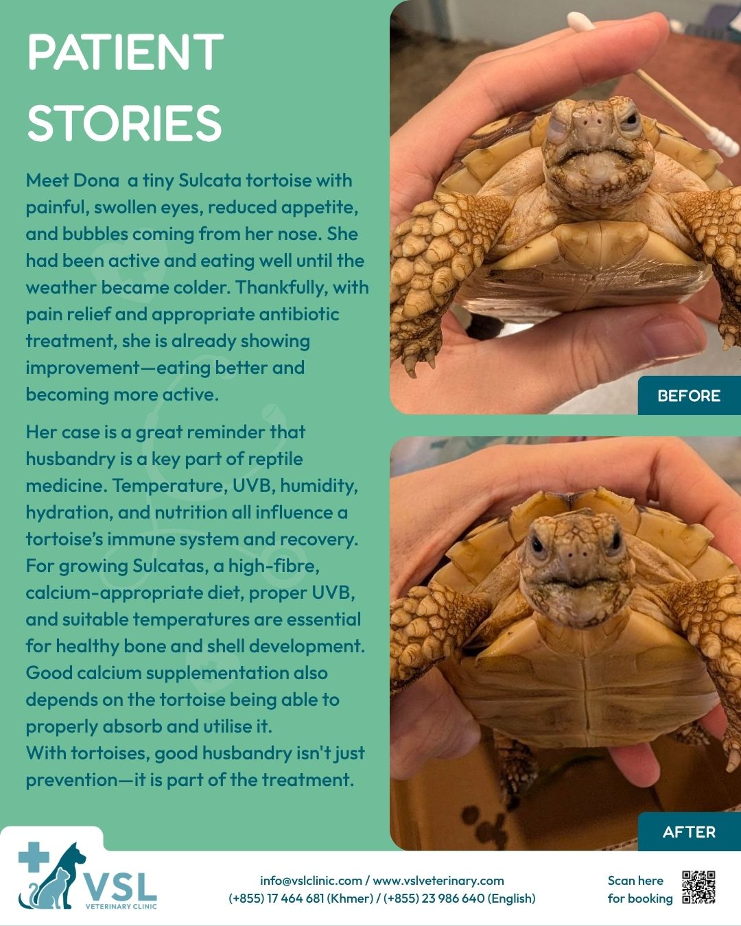 🐢A Little Fighter with a Big Story!
When this tiny Sulcata tortoise came to us with painful, swollen eyes and a reduced appetite, our team provided the care and treatment she needed.We’re so happy to see her already showing improvement—eating better, becoming more active, and getting back to her bright little self! 💚🐢Her story is also a gentle reminder that proper husbandry, nutrition, UVB exposure, temperature, and hydration all play an important role in keeping tortoises healthy.Want to learn more about proper Sulcata tortoise care?🐢
Click the link below for more informative details about keeping your tortoise healthy and thriving! 💚https://www.merckvetmanual.com/exotic-and-laboratory-animals/reptiles/management-and-husbandry-of-reptiles?utm_source=chatgpt.com&fbclid=IwdGRjcAUJril0ZGNwBQmuA3Bkb2YBZmRpZBZQ3gjZu9iG33zyHpeZ2Sdmq3XVKQNsZXh0bgNhZW0CMTEAc3J0YwZhcHBfaWQKNjYyODU2ODM3OQABHqWqO1VP5VMO0E0aNlaatxmWpOYysMmwiWLsIWq6ylEaO7hsdoY5XthzMpws_aem_HK0BuzZPH1r56puswrFS-g🔖Book your appointment:
🔗Link: https://ap-booking.vetstoria.com/booking/66b5d69745c87/?r=6
📞Phone: 023-986-640
📲WhatsApp: 017 464 681
📲Telegram: https://t.me/VSLveterinaryclinic
📍Visit us in BKK1: https://share.google/pglZkQrmunrFuLRKX
📱Join our VSL Telegram group: https://t.me/+5d7K4kN3Y0ljZTEy~~~~🐢💚 កូនអណ្តើកតូចមួយក្បាល ជាមួយរឿងរ៉ាវដ៏អស្ចារ្យ! 🐢✨នៅពេលកូនអណ្តើក Sulcata តូចមួយក្បាលនេះមកកាន់ VSL នាងមានបញ្ហាភ្នែកឈឺ ហើម និងមិនសូវចង់ញ៉ាំអាហារ។ ក្រុមការងាររបស់យើងបានផ្តល់ការថែទាំ និងការព្យាបាលដែលនាងត្រូវការ។ 💚យើងមានសេចក្តីរីករាយដែលឃើញនាងមានភាពប្រសើរឡើងរួចហើយ—ញ៉ាំអាហារបានល្អជាងមុន សកម្មជាងមុន និងកំពុងត្រឡប់មកជាខ្លួនតូចដ៏ស្រស់ស្រាយរបស់នាងវិញ! 🐢💚រឿងរ៉ាវរបស់នាងក៏ជាការរំលឹកដ៏សំខាន់ថា ការថែទាំត្រឹមត្រូវ អាហារូបត្ថម្ភ ការទទួលពន្លឺ UVB សីតុណ្ហភាពសមស្រប និងការផ្តល់ជាតិទឹក សុទ្ធតែមានតួនាទីសំខាន់ក្នុងការរក្សាសុខភាពរបស់អណ្តើក។ 🌿☀️💧🐢 ចង់ស្វែងយល់បន្ថែមអំពីការថែទាំអណ្តើក Sulcata ឱ្យបានត្រឹមត្រូវមែនទេ?📖 ចុចតំណខាងក្រោម ដើម្បីស្វែងយល់បន្ថែមអំពីការថែទាំសត្វល្មូន និងវិធីជួយឱ្យអណ្តើករបស់អ្នកមានសុខភាពល្អ និងរីកលូតលាស់បានល្អ៖
https://www.merckvetmanual.com/exotic-and-laboratory-animals/reptiles/management-and-husbandry-of-reptiles?utm_source=chatgpt.com