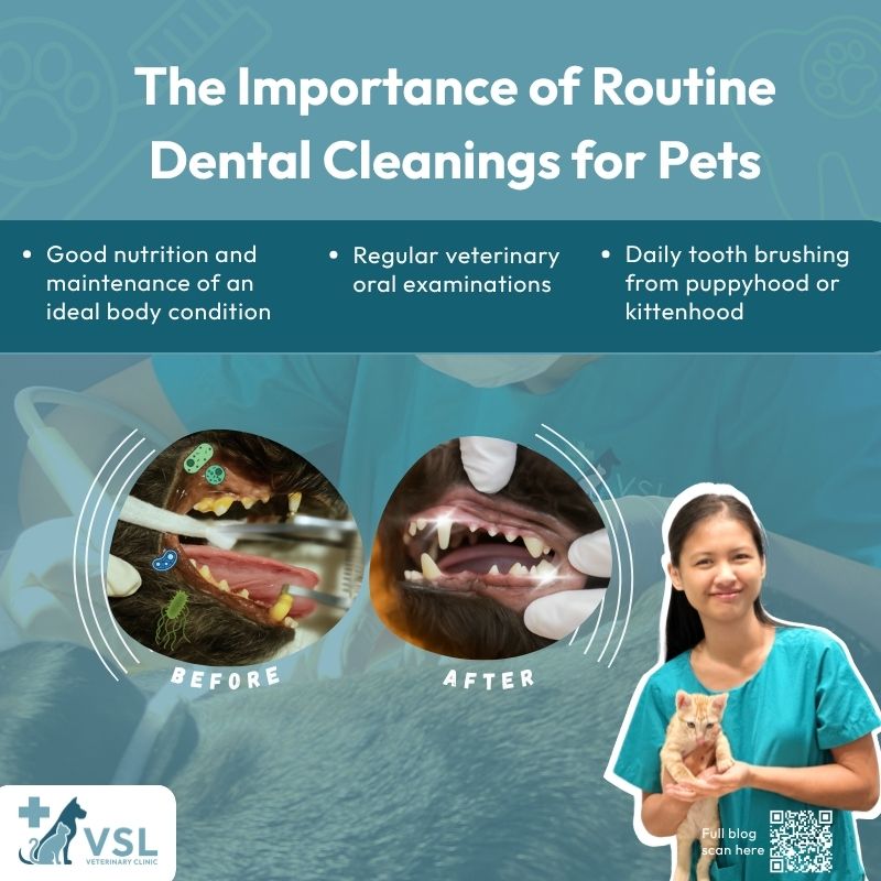Did you know that dental disease is one of the most common health issues in pets? Regular dental care not only keeps your pet's breath fresh but also helps prevent pain, infections, and other serious health problems.In our latest blog, Kunthea shares why routine dental cleanings are essential, along with simple tips to help keep your furry companion's teeth healthy for life.📖 Click the link below to read the full blog or simply scan the QR code on the image to learn more!
https://vslveterinary.com/the-importance-of-routine-dental-cleanings-for-pets/💙 A healthy smile means a healthier, happier pet. Book your pet's dental check-up today and give them the best care they deserve!🔖Book your appointment:
🔗Link: https://ap-booking.vetstoria.com/booking/66b5d69745c87/?r=6
📞Phone: 023-986-640
📲WhatsApp: 017 464 681
📲Telegram: https://t.me/VSLveterinaryclinic
📍Visit us in BKK1: https://share.google/pglZkQrmunrFuLRKX
📱Join our VSL Telegram group: https://t.me/+5d7K4kN3Y0ljZTEy~~~~~🦷🐾 តើអ្នកដឹងទេថា ជំងឺធ្មេញគឺជាបញ្ហាសុខភាពដែលកើតមានញឹកញាប់បំផុតក្នុងសត្វចិញ្ចឹម?ការថែទាំធ្មេញជាប្រចាំ មិនត្រឹមតែជួយឲ្យក្លិនមាត់ស្អាតប៉ុណ្ណោះទេ ប៉ុន្តែថែមទាំងជួយការពារការឈឺចាប់ ការឆ្លងមេរោគ និងបញ្ហាសុខភាពធ្ងន់ធ្ងរផ្សេងៗទៀតផងដែរ។នៅក្នុងប្លក់ថ្មីរបស់យើង Kunthea បានចែករំលែកមូលហេតុដែលការសម្អាតធ្មេញជាប្រចាំមានសារៈសំខាន់ រួមទាំងគន្លឹះសាមញ្ញៗ ដើម្បីជួយថែរក្សាធ្មេញសត្វចិញ្ចឹមឲ្យមានសុខភាពល្អពេញមួយជីវិត។📖 👉 ចុចតំណខាងក្រោម ដើម្បីអានអត្ថបទពេញ ឬស្កេន QR Code នៅលើរូបភាព
https://vslveterinary.com/the-importance-of-routine-dental-cleanings-for-pets/💙 ស្នាមញញឹមដែលមានសុខភាពល្អ គឺជាសត្វចិញ្ចឹមដែលមានសុខភាពល្អ និងសប្បាយរីករាយជាងមុន។ កក់ពេលពិនិត្យធ្មេញសម្រាប់សត្វរបស់អ្នកថ្ងៃនេះ 🐶🐱🔖 កក់ពេលជួបរបស់អ្នក៖
🔗 តំណភ្ជាប់: https://ap-booking.vetstoria.com/booking/66b5d69745c87/?r=6
📞 ទូរស័ព្ទ: 023-986-640
📲 WhatsApp:+855 017 464 681
📲Telegram: https://t.me/VSLveterinaryclinic
📍 មកកាន់យើងនៅ BKK1: https://share.google/pglZkQrmunrFuLRKX
📱 ចូលរួមក្រុម VSL Telegram របស់យើង: https://t.me/+5d7K4kN3Y0ljZTEy
