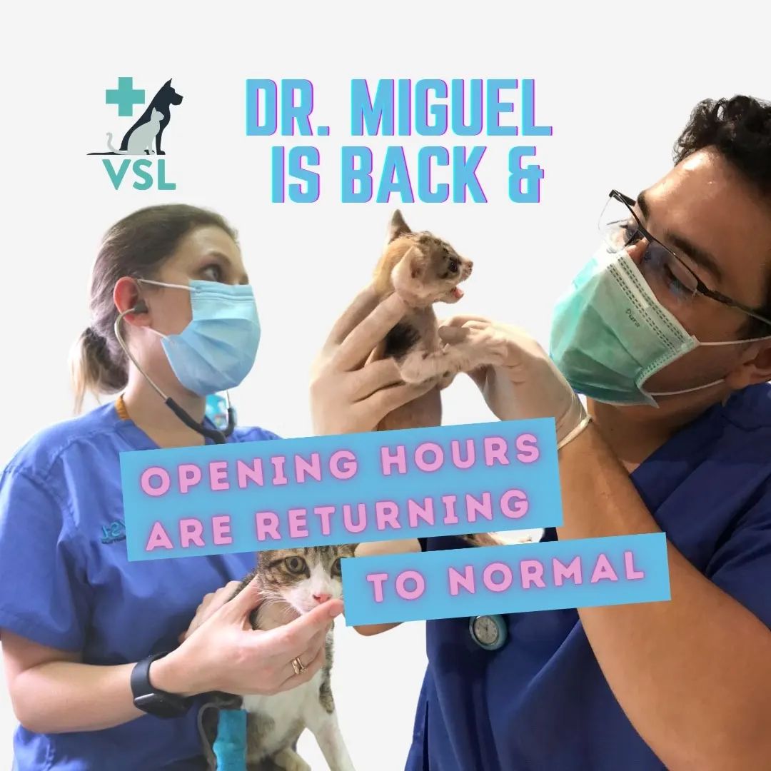 Treating Chilly the cat for cellulitis VSL Veterinary Clinic