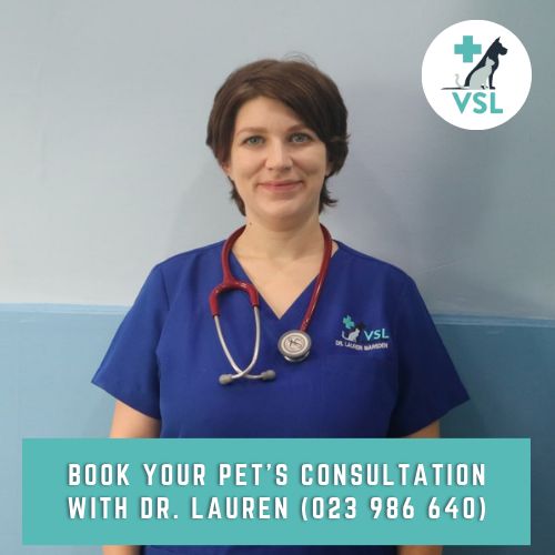 🩺 Dr. Lauren is back: Book your pet’s consultation  After her maternity leave, Dr. Lauren is back at our VSL Clinic, providing #GoldStandard pet services to our international clients for more than 6 years. 🏥  Dr. Lauren’s areas of special interest are  🔹 Dermatology
🔹 Nutrition
🔹 Pet travel  Dr. Lauren obtained her BVetMed degree from the renowned @theRVC at the University of London (UK) in 2013. 👩‍⚕️ She has been serving small pets and their owners ever since. 😻  Book your pet’s consultation with Dr. Lauren (023 986 640).  #pets #cats #dogs #veterinaryservices #VSLveterinaryclinic #vetservices