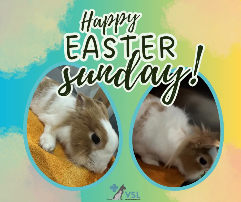 This Easter Sunday, VSL celebrates hope, renewal, and new beginnings 🌸🐣May this season inspire kindness, gratitude, and the joy of fresh starts in our communities and beyond. Together, let’s continue to uplift one another and spread positivity wherever we go.Wishing you and your loved ones a peaceful and joyful Easter 💛🔖Book your appointment:
🔗Link: https://ap-booking.vetstoria.com/booking/66b5d69745c87/?r=6
📞Phone: 023-986-640
📲WhatsApp: 017 464 681
📲Telegram: https://t.me/VSLveterinaryclinic
📍Visit us in BKK1: https://share.google/pglZkQrmunrFuLRKX
📱Join our VSL Telegram group: https://t.me/+5d7K4kN3Y0ljZTEy
~~~~~🌸🐣 អាទិត្យបុណ្យ Easter នេះ VSL អបអរសាទរ ក្តីសង្ឃឹម ការកើតថ្មី និងការចាប់ផ្តើមថ្មីៗសូមឲ្យរដូវកាលនេះ បង្កើនចិត្តមេត្តា ការដឹងគុណ និងសេចក្តីរីករាយនៃការចាប់ផ្តើមថ្មី ក្នុងសហគមន៍របស់យើង និងកន្លែងផ្សេងៗទៀត។
សូមឲ្យយើងបន្តលើកទឹកចិត្តគ្នាទៅវិញទៅមក និងផ្សព្វផ្សាយភាពវិជ្ជមានគ្រប់ទីកន្លែងដែលយើងទៅ។💛 សូមជូនពរអ្នក និងគ្រួសាររបស់អ្នក មានថ្ងៃបុណ្យ Easter ដ៏សុខសាន្ត និងរីករាយ 💛🔖 កក់ពេលជួបរបស់អ្នក៖
🔗 តំណភ្ជាប់: https://ap-booking.vetstoria.com/booking/66b5d69745c87/?r=6
📞 ទូរស័ព្ទ: 023-986-640
📲 WhatsApp:+855 017 464 681
📲Telegram: https://t.me/VSLveterinaryclinic
📍 មកកាន់យើងនៅ BKK1: https://share.google/pglZkQrmunrFuLRKX
📱 ចូលរួមក្រុម VSL Telegram របស់យើង: https://t.me/+5d7K4kN3Y0ljZTEy