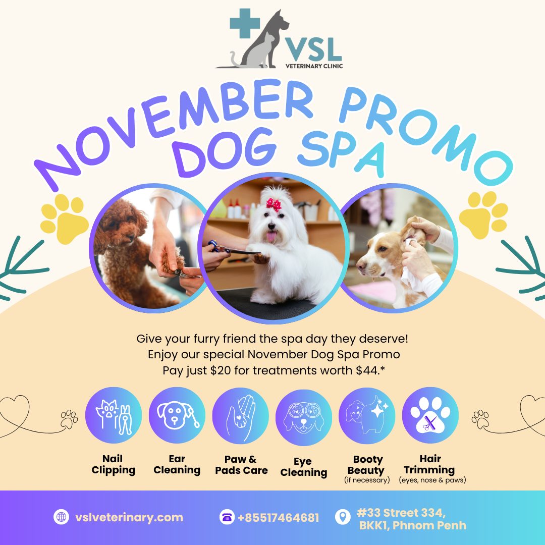 It’s spa season for your furry bestie! 🐕
This November, treat your pup to the ultimate pampering:
Nail clip, ear & eye cleaning, paw pad & elbow care, booty beauty (if needed), and light trimming  all for just $20 (valued at $44)! 💅🧼Because a clean pup is a happy pup 💕(We reserve the right to refuse service to dogs uncomfortable with grooming.)Book your dog’s spa day today!
🔗Link: https://ap-booking.vetstoria.com/booking/66b5d69745c87/?r=6 📞Phone: 023-986-640
📲WhatsApp/Telegram: 017-464-681
📍Visit us in BKK1: https://share.google/pglZkQrmunrFuLRKX
📱Join our VSL Telegram group: https://t.me/+5d7K4kN3Y0ljZTEy~~~~~~🐕 រដូវស្ប៉ាសម្រាប់មិត្តសត្វស្លូតស្លាប់របស់អ្នកបានមកដល់ហើយ! 🛁✨ក្នុងខែវិច្ឆិកានេះ សូមផ្តល់ការថែទាំដ៏ពិសេសឲ្យសត្វឆ្កែរបស់អ្នកជាមួយសេវា៖
✂️ កាត់ក្រចក
👂 សម្អាតត្រចៀក និងភ្នែក
🐾 ថែទាំបាតជើង និងកែងដៃ
🍑 តុបតែងផ្នែកក្រោយ (បើចាំបាច់)
💇‍♂️ កាត់រោមបន្តិចបន្តួចទាំងអស់នេះត្រឹមតែ $20 (តម្លៃដើម $44) ប៉ុណ្ណោះ! 💅🧼ព្រោះសត្វឆ្កែស្អាត គឺជាសត្វឆ្កែមានសុខភាពល្អ និងសប្បាយរីករាយ 💕(យើងសូមរក្សាសិទ្ធិក្នុងការបដិសេធមិនផ្តល់សេវា ដល់សត្វឆ្កែដែលមានអារម្មណ៍មិនសុខស្រួលក្នុងការធ្វើស្ប៉ា ឬតុបតែងរោម។ 🐶)📅 កក់ថ្ងៃស្ប៉ារបស់សត្វឆ្កែអ្នកថ្ងៃនេះទៅ! 🐾
🔗 តំណភ្ជាប់: https://ap-booking.vetstoria.com/booking/66b5d69745c87/?r=6
📞 ទូរស័ព្ទ: 023-986-640
📲 WhatsApp/Telegram: 017-464-681
📍 មកកាន់យើងនៅ BKK1: https://share.google/pglZkQrmunrFuLRKX
📱 ចូលរួមក្រុម VSL Telegram របស់យើង: https://t.me/+5d7K4kN3Y0ljZTEy