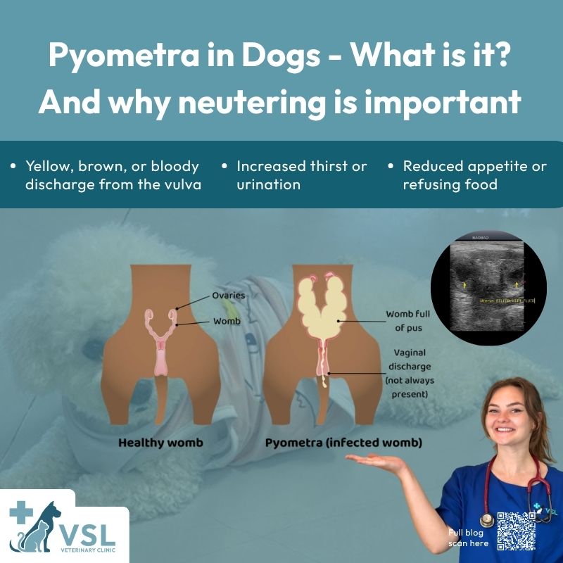 🐾 Pyometra is a life-threatening uterine infection that every dog owner should know about. Early recognition can save your dog's life, and the good news is that it is preventable through spaying.👩‍⚕️ Learn more from Dr. Ula about the signs to watch for, treatment options, and why neutering is so important.📖 Read the full blog by scanning the QR code or clicking the link below:
https://vslveterinary.com/pyometra-in-dogs-what-is-it-and-why-neutering-is-important/🔖Book your appointment:
🔗Link: https://ap-booking.vetstoria.com/booking/66b5d69745c87/?r=6
📞Phone: 023-986-640
📲WhatsApp: 017 464 681
📲Telegram: https://t.me/VSLveterinaryclinic
📍Visit us in BKK1: https://share.google/pglZkQrmunrFuLRKX
📱Join our VSL Telegram group: https://t.me/+5d7K4kN3Y0ljZTEy~~~~🐾 Pyometra គឺជាការឆ្លងមេរោគធ្ងន់ធ្ងរនៅក្នុងស្បូន ដែលអាចគំរាមកំហែងដល់អាយុជីវិតសត្វឆ្កែ។ ការស្គាល់រោគសញ្ញាបានឆាប់រហ័ស អាចជួយសង្គ្រោះជីវិតសត្វចិញ្ចឹមរបស់អ្នក ហើយដំណឹងល្អគឺ ជំងឺនេះអាចការពារបានតាមរយៈការវះកាត់បន្តពូជ (Spaying)។👩‍⚕️ សូមស្វែងយល់បន្ថែមពី Dr. Ula អំពីរោគសញ្ញាដែលគួរប្រុងប្រយ័ត្ន ជម្រើសនៃការព្យាបាល និងមូលហេតុដែលការវះកាត់បន្តពូជមានសារៈសំខាន់។📖 ស្កេន QR Code ឬចុចតំណខាងក្រោម ដើម្បីអានអត្ថបទពេញ៖
https://vslveterinary.com/pyometra-in-dogs-what-is-it-and-why-neutering-is-important/🔖 កក់ពេលជួបរបស់អ្នក៖
🔗 តំណភ្ជាប់: https://ap-booking.vetstoria.com/booking/66b5d69745c87/?r=6
📞 ទូរស័ព្ទ: 023-986-640
📲 WhatsApp:+855 017 464 681
📲Telegram: https://t.me/VSLveterinaryclinic
📍 មកកាន់យើងនៅ BKK1: https://share.google/pglZkQrmunrFuLRKX
📱 ចូលរួមក្រុម VSL Telegram របស់យើង: https://t.me/+5d7K4kN3Y0ljZTEy
