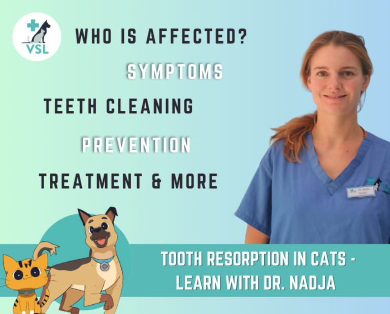 Illustration of Catnip For Kittens To Reduce Tooth Resorption
