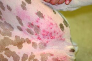 Superficial bacterial pyoderma in dogs - VSL Veterinary Clinic