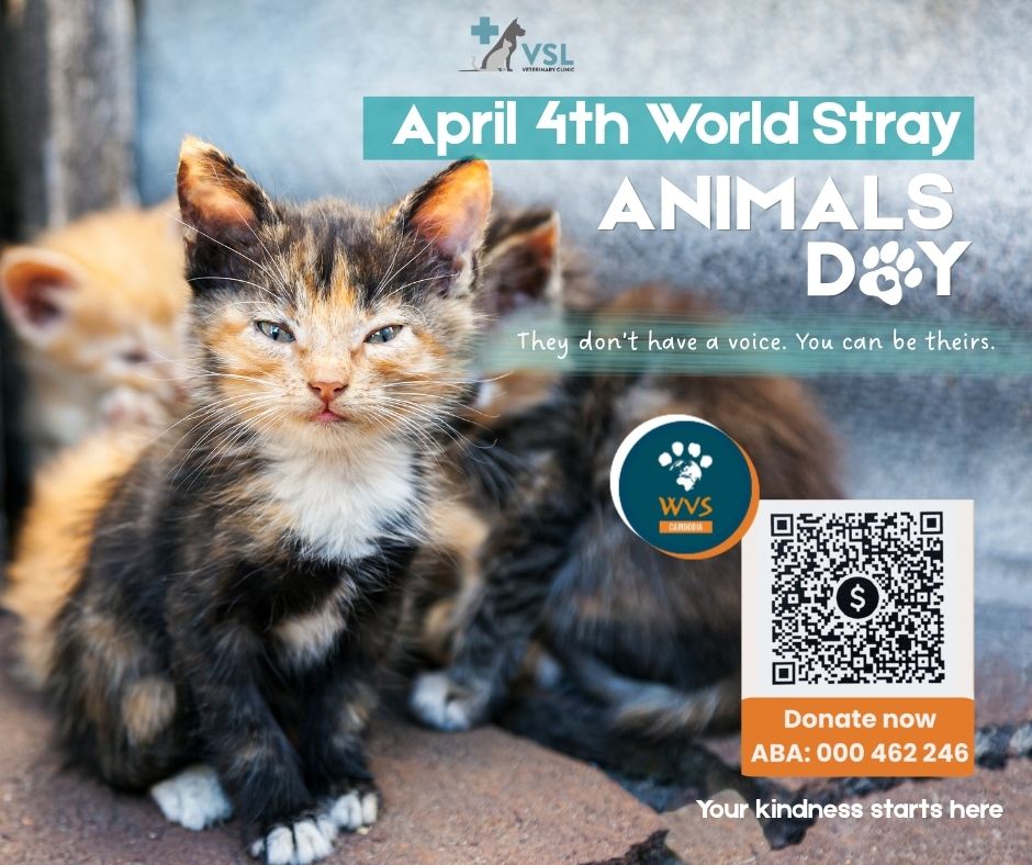 🐾 April 4th is World Stray Animals Day a day to raise awareness for millions of animals living without homes, care, or protection.Through organizations like WVS Cambodia / Animal Rescue Cambodia, stray dogs & cats are rescued, treated, and given a chance at a better life.
Today’s rescue is one step forward—but many more need help.You can make a difference. Donate and support lifesaving work.~~~~~🐾 ថ្ងៃទី ៤ ខែមេសា – ទិវាសត្វអនាថាពិភពលោក 🐾ថ្ងៃនេះគឺជាថ្ងៃសម្រាប់លើកកម្ពស់ការយល់ដឹងអំពីសត្វរាប់លានក្បាល ដែលរស់នៅដោយគ្មានផ្ទះ ការថែទាំ ឬការការពារ។តាមរយៈអង្គការដូចជា WVS Cambodia / Animal Rescue Cambodia សត្វឆ្កែ និងឆ្មាអនាថា ត្រូវបានសង្គ្រោះ ព្យាបាល និងផ្តល់ឱកាសសម្រាប់ជីវិតល្អប្រសើរឡើងវិញ។
ការសង្គ្រោះមួយថ្ងៃនេះ គឺជាជំហានមួយទៅមុខ ប៉ុន្តែមានសត្វជាច្រើនទៀតនៅតែត្រូវការជំនួយ។💙 អ្នកអាចធ្វើឲ្យមានការផ្លាស់ប្តូរ
សូមចូលរួមបរិច្ចាគ និងគាំទ្រការងារដ៏មានតម្លៃនេះ។
