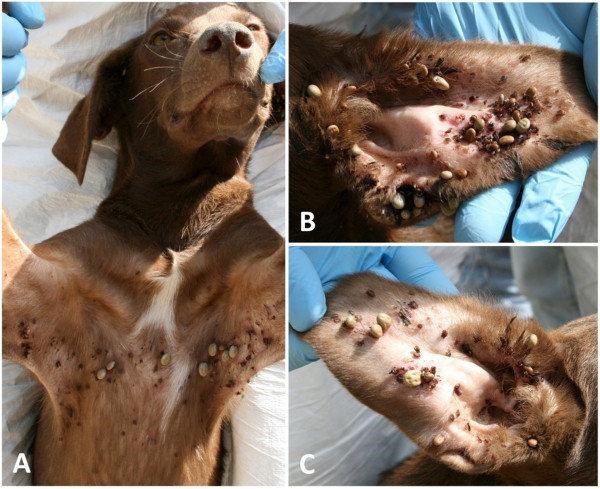 dog infested with ticks