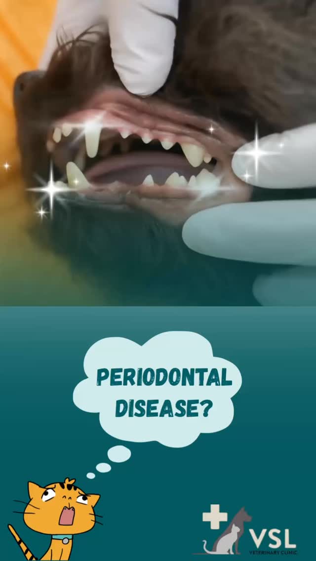 Did you know that 80–90% of dogs over the age of 3 have some degree of periodontal disease, even when their teeth appear clean? Small breeds are especially at risk.Left untreated, dental disease can cause bad breath, painful gums, tooth loss, and impact your pet’s overall health.✨ Keep your furry friend healthy with regular dental checkups and professional cleanings at VSL Veterinary Clinic.📣 Hurry! Book your appointment today and avail of our Dental Promotion this June!🐶🐱 A healthy smile means a healthier pet!🔖Book your appointment:
🔗Link: https://ap-booking.vetstoria.com/booking/66b5d69745c87/?r=6
📞Phone: 023-986-640
📲WhatsApp: 017 464 681
📲Telegram: https://t.me/VSLveterinaryclinic
📍Visit us in BKK1: https://share.google/pglZkQrmunrFuLRKX
📱Join our VSL Telegram group: https://t.me/+5d7K4kN3Y0ljZTEy~~~~🐾✈️ ធ្វើដំណើរដោយសុវត្ថិភាព ជួបជុំគ្នាវិញដោយសេចក្តីរីករាយ ❤️Broccoli, Corn, Nyx និង Shadow បានទៅដល់ផ្ទះថ្មីរបស់ពួកគេដោយសុវត្ថិភាពហើយ! 🐶🐱ចាប់ពីការរៀបចំឯកសារយ៉ាងម៉ត់ចត់ រហូតដល់ការរៀបចំជើងហោះហើរយ៉ាងរលូន រាល់ជំហានត្រូវបានសម្របសម្រួលដោយការយកចិត្តទុកដាក់ ដើម្បីធានាថាពួកគេធ្វើដំណើរទៅដល់គោលដៅដោយសុវត្ថិភាព។💙 គ្មានអ្វីប្រសើរជាងពេលវេលាដែលសត្វចិញ្ចឹមបានជួបជុំជាមួយម្ចាស់ជាទីស្រឡាញ់របស់ពួកគេវិញនោះទេ។សូមជូនពរឲ្យការចាប់ផ្តើមជីវិតថ្មីរបស់ពួកគេ ពោរពេញដោយសេចក្តីសុខ សុវត្ថិភាព និងក្