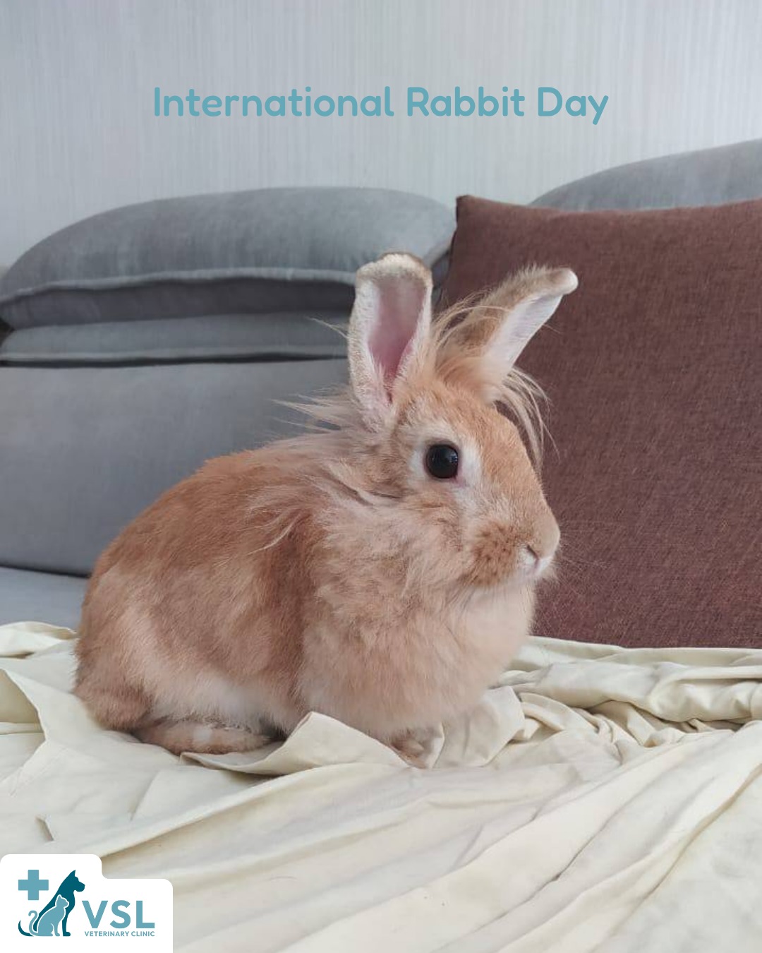 🐰🌿 International Rabbit Day | September 26
Rabbits may be small, but their health and wellbeing are just as important! 💙🐇
Today, let’s celebrate our adorable bunny companions by giving them the care they deserve — proper nutrition, a safe and comfortable environment, regular health checks, plenty of enrichment, and lots of love. 🥕🌿Want to learn more about proper rabbit care and nutrition?
click the link below for more helpful information:
https://www.merckvetmanual.com/all-other-pets/rabbits/diet-for-rabbits?query=diet%20for%20for%20rabbit🔖Book your appointment:
🔗Link: https://ap-booking.vetstoria.com/booking/66b5d69745c87/?r=6
📞Phone: 023-986-640
📲WhatsApp: 017 464 681
📲Telegram: https://t.me/VSLveterinaryclinic
📍Visit us in BKK1: https://share.google/pglZkQrmunrFuLRKX
📱Join our VSL Telegram group: https://t.me/+5d7K4kN3Y0ljZTEy~~~🐰🌿 **ទិវាអន្តរជាតិសត្វទន្សាយ | ថ្ងៃទី 26 ខែកញ្ញា** 🐇💙សត្វទន្សាយអាចមានរាងតូច ប៉ុន្តែសុខភាព និងសុខុមាលភាពរបស់ពួកគេ ក៏សំខាន់ដូចគ្នា! 💙🐇ថ្ងៃនេះ យើងមកអបអរសាទរ និងផ្តល់ក្តីស្រឡាញ់ដល់សមាជិកគ្រួសារទន្សាយដ៏គួរឱ្យស្រឡាញ់របស់យើង ដោយផ្តល់ការថែទាំដែលពួកគេសមនឹងទទួលបាន ដូចជា៖🥕 អាហារូបត្ថម្ភត្រឹមត្រូវ
🏡 បរិស្ថានដែលមានសុវត្ថិភាព និងផាសុកភាព
🩺 ការពិនិត្យសុខភាពជាប្រចាំ
🌿 សកម្មភាព និងបរិយាកាសដែលជួយឱ្យពួកគេមានភាពសកម្ម និងរីករាយ
💙 និងក្តីស្រឡាញ់ជាច្រើន!📚 **ចង់ស្វែងយល់បន្ថែមអំពីការថែទាំ និងអាហារូបត្ថម្ភត្រឹមត្រូវសម្រាប់សត្វទន្សាយមែនទេ?**សូមចុចតំណខាងក្រោម ដើម្បីទទួលបានព័ត៌មានមានប្រយោជន៍បន្ថែម៖
https://www.merckvetmanual.com/all-other-pets/rabbits/diet-for-rabbits?query=diet%20for%20for%20rabbit🐰💙 **សូមថែរក្សាសុខភាព និងផ្តល់ក្តីស្រឡាញ់ដល់សមាជិកគ្រួសារទន្សាយរបស់អ្នកជារៀងរាល់ថ្ងៃ!**🔖 កក់ពេលជួបរបស់អ្នក៖
🔗 តំណភ្ជាប់: https://ap-booking.vetstoria.com/booking/66b5d69745c87/?r=6
📞 ទូរស័ព្ទ: 023-986-640
📲 WhatsApp:+855 017 464 681
📲Telegram: https://t.me/VSLveterinaryclinic
📍 មកកាន់យើងនៅ BKK1: https://share.google/pglZkQrmunrFuLRKX
📱 ចូលរួមក្រុម VSL Telegram របស់យើង: https://t.me/+5d7K4kN3Y0ljZTEy
