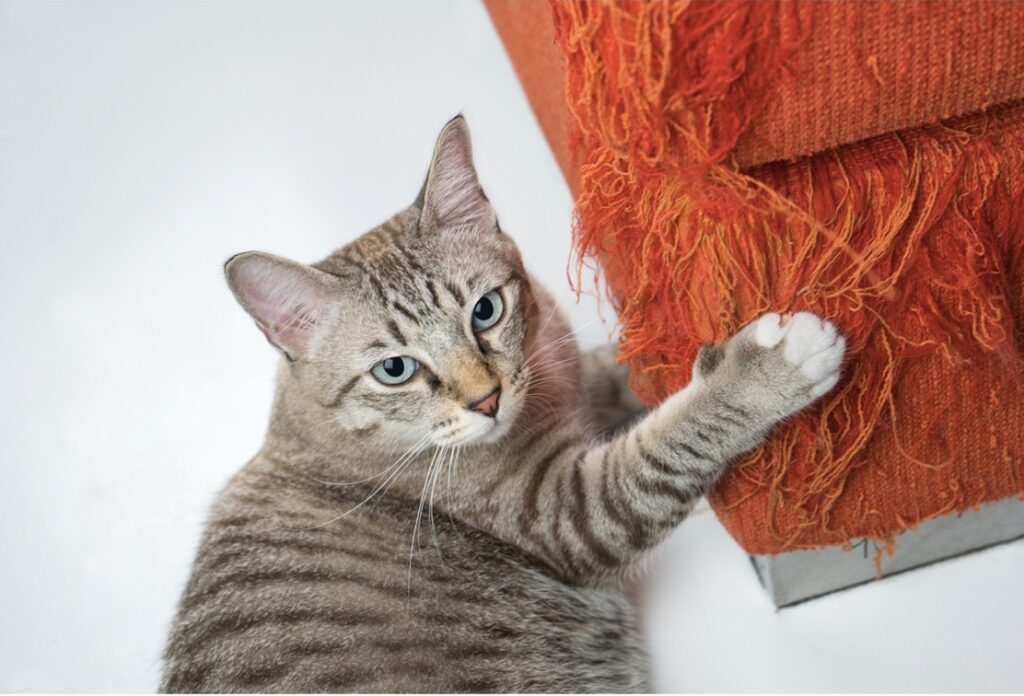 Image showcasing Indoor vs Outdoor Cats: the Pros and Cons - VSL Veterinary Clinic