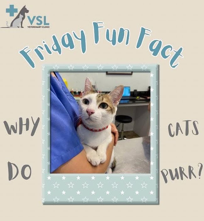 🐱 Friday Fun Fact: Why Do Cats Purr?
Most people think cats only purr when they’re happy but there’s a lot more behind that soothing sound!
✅ Happiness & comfort: Cats often purr when they’re relaxed, being petted, or snuggled up somewhere cozy.
😿 Pain or stress: Cats may also purr when they’re injured, frightened, or at the vet. It’s their way of calming themselves like a built-in stress reliever.
🛌 Healing power: Scientists have found that the frequency of a cat’s purr can help promote bone growth, reduce pain, and speed up healing. It’s like purring is their natural medicine!
👶 Kitten bonding: Newborn kittens are blind and deaf, but they can feel their mother’s purr, which helps them find her and start nursing.
💡 So next time your cat purrs, it might mean they’re happy or trying to heal, relax, or communicate. Either way, it’s a powerful sound!
~~~~~
ហេតុអ្វីបានជាឆ្មា Purr?
មនុស្សភាគច្រើនគិតថា ឆ្មាព្រឺព្រួច នៅពេលដែលពួកគេសប្បាយចិត្ត ប៉ុន្តែមានច្រើនទៀតនៅពីក្រោយសំឡេងដែលស្រទន់នោះ!
✅ សុភមង្គល និងការលួងលោម៖ សត្វឆ្មាតែងតែPurrនៅពេលពួកគេសម្រាក ត្រូវបានគេដាក់ទ្រុង ឬនៅក្បែកន្លែងដែលមានភាពកក់ក្ដៅ។
😿 ការឈឺចាប់ ឬស្ត្រេស៖ ឆ្មាក៏អាចPurrផងដែរ នៅពេលដែលពួកគេរងរបួស ភ័យខ្លាច ឬនៅពេទ្យសត្វ។ វា​ជា​វិធី​ធ្វើ​ឱ្យ​ខ្លួន​គេ​ស្ងប់​ដូច​ជា​ថ្នាំ​បំបាត់​ស្ត្រេស​ដែល​មាន​ស្រាប់។
🛌 ថាមពលព្យាបាល៖ អ្នកវិទ្យាសាស្ត្របានរកឃើញថា ភាពញឹកញាប់នៃ purr របស់ឆ្មាអាចជួយជំរុញការលូតលាស់ឆ្អឹង កាត់បន្ថយការឈឺចាប់ និងបង្កើនល្បឿននៃការព្យាបាល។ វាដូចជាការបន្សុតគឺជាឱសថធម្មជាតិរបស់ពួកគេ!
👶 ការភ្ជាប់កូនឆ្មា៖ កូនឆ្មាដែលទើបនឹងកើតគឺពិការភ្នែក និងថ្លង់ ប៉ុន្តែពួកគេអាចមានអារម្មណ៍ថាPurrរបស់ម្តាយ ដែលជួយពួកគេស្វែងរកនាង និងចាប់ផ្តើមបំបៅ។
💡 ដូច្នេះនៅពេលក្រោយឆ្មារបស់អ្នក purrs វាអាចមានន័យថាពួកគេសប្បាយចិត្ត ឬព្យាយាមព្យាបាល សម្រាក ឬទំនាក់ទំនង។ យ៉ាង​ណា​ក៏​ដោយ វា​ជា​សំឡេង​ខ្លាំង!💡Book your appointment/កក់ការណាត់ជួប
📎Link: https://ap-booking.vetstoria.com/booking/66b5d69745c87/?r=6
📞 Tel/ទូរស័ព្ទ៖ ០២៣-៩៨៦-៦៤០
📱 WhatsApp/Telegram: 017-464-681
📍 មកមើលនៅបឹងកេងកង១ ផ្ទះលេខ 33 ផ្លូវ 334 (កែងផ្លូវ 63)👉 Join our VSL Telegram group: https://t.me/+5d7K4kN3Y0ljZTEy 👈