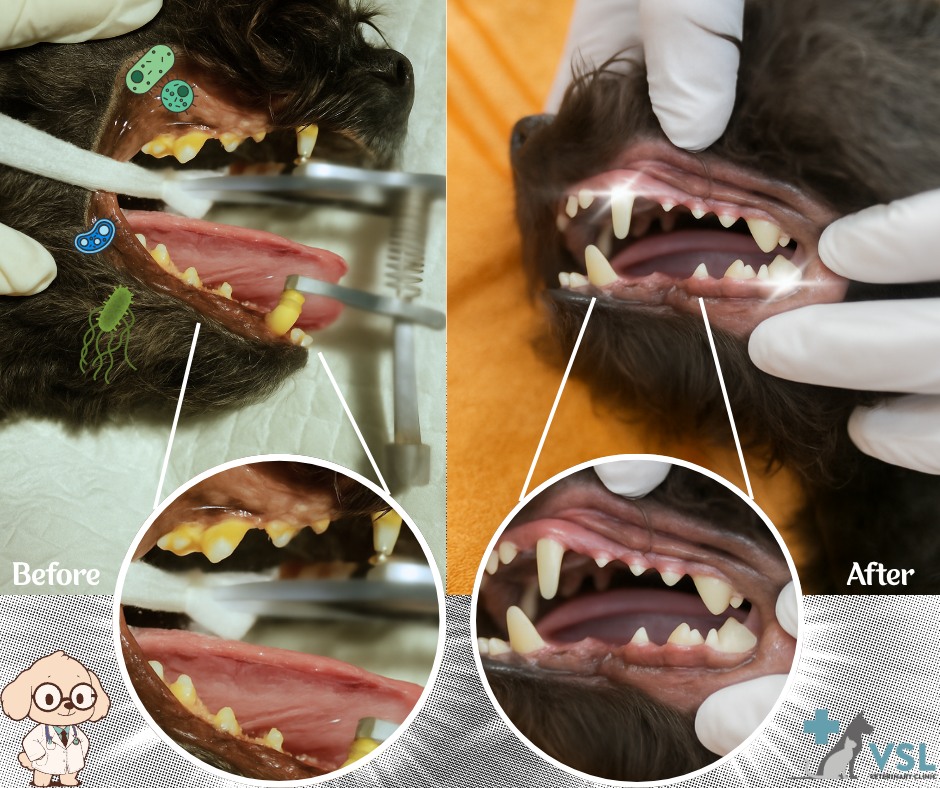 Just like us, pets need regular dental care to stay healthy and comfortable. Over time, plaque and bacteria can build up on their teeth, leading to bad breath, gum disease, pain, and even serious health problems that affect the heart, kidneys, and liver.Routine dental checkups and cleanings help:
• Prevent tooth decay and gum disease
• Reduce bad breath
• Detect issues early before they become painful
• Support your pet’s overall health and happinessWe offer complete dental care for pets, including gentle cleanings, exams, and treatment options to keep those tails wagging and purrs going strong.Your pet deserves a healthy smile.
Book your dental appointment today! 🐾🔖Book your appointment:
🔗Link: https://ap-booking.vetstoria.com/booking/66b5d69745c87/?r=6 📞Phone: 023-986-640
📲WhatsApp/Telegram: 017-464-681
📍Visit us in BKK1: https://share.google/pglZkQrmunrFuLRKX
📱Join our VSL Telegram group: https://t.me/+5d7K4kN3Y0ljZTEy~~~~~~ចជាយើង ពួកសត្វចិញ្ចឹមក៏ត្រូវការការថែទាំធ្មេញជាប្រចាំដែរ ដើម្បីរក្សាសុខភាពល្អ និងមានផាសុខភាព។ នៅលើកាលៈទេសៈ ពពួក និងបាក់តេរីអាចកើនឡើងនៅលើធ្មេញរបស់ពួកវា បណ្ដាលឲ្យមានក្លិនមាត់ អាការៈជំងឺធ្មេញ ឈឺចាប់ និងបញ្ហាសុខភាពធ្ងន់ធ្ងរ ដូចជា ជំងឺបេះដូង តម្រងនោម និងថ្លើម។ការត្រួតពិនិត្យ និងសម្អាតធ្មេញជាប្រចាំអាចជួយ៖
• ការពារការរលាកអញ្ចាញធ្មេញ និងធ្មេញខូច
• បន្ថយក្លិនមាត់
• រកឃើញបញ្ហាដំណាក់កាលដំបូង មុនពេលវាធ្ងន់ធ្ងរ
• គាំទ្រសុខភាពទូទៅ និងភាពរីករាយរបស់សត្វចិញ្ចឹមយើងផ្តល់ជូនសេវាថែទាំធ្មេញសម្រាប់សត្វចិញ្ចឹម ដោយរួមមានការសម្អាតធ្មេញទន់ភ្លន់ ការត្រួតពិនិត្យ និងជម្រើសការព្យាបាល ដើម្បីរក្សាឲ្យសត្វរបស់អ្នកមានស្នាមញញឹមសុខភាពល្អ និងរីករាយជានិច្ច។សត្វចិញ្ចឹមរបស់អ្នកគួរតែមានស្នាមញញឹមសុខភាពល្អ។
កក់ការណាត់ពិនិត្យធ្មេញសម្រាប់សត្វរបស់អ្នកថ្ងៃនេះ! 🐾