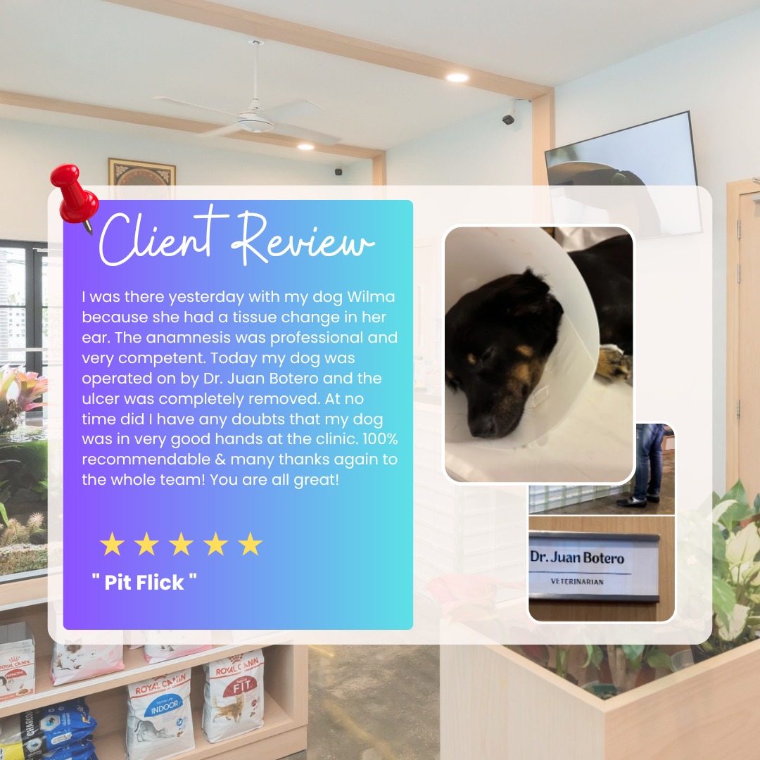 🌟 Client Love Spotlight 🌟We are so grateful for our wonderful clients who trust us with their furry family members! 🐾💙Here’s what Pit Flick had to say about us:Thank you so much for your kind words and trust in our team! We’re so glad Wilma is doing well and that you felt supported throughout her care. We’ll be sure to share your appreciation with Dr. Juan and the whole team.🔖Book your appointment:
🔗Link: https://ap-booking.vetstoria.com/booking/66b5d69745c87/?r=6 📞Phone: 023-986-640
📲WhatsApp/Telegram: 017-464-681
📍Visit us in BKK1: https://share.google/pglZkQrmunrFuLRKX
📱Join our VSL Telegram group: https://t.me/+5d7K4kN3Y0ljZTEy
~~~~~~សូមអរគុណច្រើនសម្រាប់ពាក្យល្អៗ និងការជឿទុកចិត្តរបស់អ្នកចំពោះក្រុមការងាររបស់យើង! យើងសប្បាយចិត្តណាស់ដែល Wilma មានសុខភាពល្អ ហើយអ្នកមានអារម្មណ៍ថាបានទទួលការគាំទ្រយ៉ាងពេញលេញក្នុងអំឡុងពេលការថែទាំរបស់នាង។ យើងនឹងបញ្ជូនការដែលអ្នកសរសើរទៅកាន់ វេជ្ជបណ្ឌិត Juan និងក្រុមការងារទាំងមូលផងដែរ។