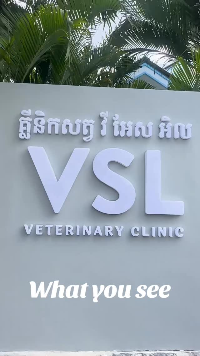 Go behind the scenes of a surgery day with us.Your fur baby deserves nothing less than gold-standard care.
From routine procedures to advanced surgeries and dental treatments, our team is dedicated to providing the highest level of veterinary medicine — where safety, precision, and compassion always come first.With highly trained Veterinary Assistants carefully managing anesthesia and monitoring every patient, alongside skilled surgeons like Dr. Juan performing each procedure with expertise and attention to detail, your pet is surrounded by trusted hands every step of the way. 🐾🔖Book your appointment:
🔗Link: https://ap-booking.vetstoria.com/booking/66b5d69745c87/?r=6
📞Phone: 023-986-640
📲WhatsApp: 017 464 681
📲Telegram: https://t.me/VSLveterinaryclinic
📍Visit us in BKK1: https://share.google/pglZkQrmunrFuLRKX
📱Join our VSL Telegram group: https://t.me/+5d7K4kN3Y0ljZTEy~~~~🏥🐾 មកទស្សនាបរិយាកាសនៅពីក្រោយឆាកនៃថ្ងៃវះកាត់ជាមួយពួកយើង!
នៅ VSL Veterinary Clinic សត្វចិញ្ចឹមរបស់អ្នកសមនឹងទទួលបានការថែទាំតាមស្តង់ដារខ្ពស់បំផុត។ មិនថាជាការវះកាត់ទូទៅ ការវះកាត់ស្មុគស្មាញ ឬការព្យាបាលធ្មេញនោះទេ ក្រុមការងាររបស់យើងតែងតែប្តេជ្ញាផ្តល់សេវាវេជ្ជសាស្ត្រសត្វប្រកបដោយគុណភាពខ្ពស់ ដោយផ្តោតលើ សុវត្ថិភាព ភាពម៉ត់ចត់ និងការយកចិត្តទុកដាក់ ជាចម្បង។
💙 ដោយមាន Veterinary Assistants ដែលមានជំនាញខ្ពស់ ត្រួតពិនិត្យការប្រើថ្នាំសន្លប់ និងតាមដានស្ថានភាពអ្នកជំងឺគ្រប់ពេលវេលា រួមជា