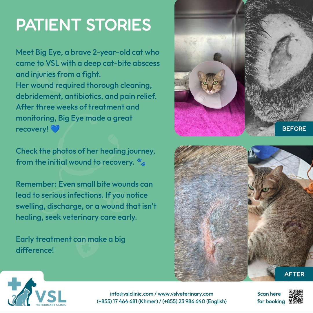 🐱 From Fight Wound to Healing!
Meet Big Eye! She came to VSL with a deep cat-bite abscess and injuries from a fight. After cleaning, debridement, antibiotics, pain relief, and 3 weeks of care, she’s on the road to recovery! 🐾Even small bite wounds can cause serious infections. Don’t wait—get your pet checked by a veterinarian.Early treatment makes a difference!🔖Book your appointment:
🔗Link: https://ap-booking.vetstoria.com/booking/66b5d69745c87/?r=6
📞Phone: 023-986-640
📲WhatsApp: 017 464 681
📲Telegram: https://t.me/VSLveterinaryclinic
📍Visit us in BKK1: https://share.google/pglZkQrmunrFuLRKX
📱Join our VSL Telegram group: https://t.me/+5d7K4kN3Y0ljZTEy~~~~
🐱 ពីរបួសដោយការប្រយុទ្ធ រហូតដល់ការជាសះស្បើយ! 🐾❤️
សូមស្គាល់ Big Eye! 🐱 នាងបានមកកាន់ VSL Veterinary Clinic ជាមួយនឹង អាប់សែស (Abscess) ដ៏ធ្ងន់ធ្ងរ បណ្តាលមកពីការខាំរបស់ឆ្មា និងរបួសផ្សេងៗពីការប្រយុទ្ធ។
បន្ទាប់ពីទទួលបានការព្យាបាលដោយ សម្អាតរបួស កាត់យកជាលិកាដែលខូចចេញ (Debridement) ថ្នាំអង់ទីប៊ីយ៉ូទិក ការបំបាត់ការឈឺចាប់ និងការថែទាំរយៈពេល ៣ សប្តាហ៍ ឥឡូវនេះ Big Eye កំពុងធ្វើដំណើរឆ្ពោះទៅរកការជាសះស្បើយហើយ! 🐾💙
⚠️ សូម្បីតែរបួសតូចៗពីការខាំ ក៏អាចបង្កឱ្យមានការឆ្លងមេរោគធ្ងន់ធ្ងរបានដែរ។ ដូច្នេះ កុំរង់ចាំយូរ—សូមនាំសត្វចិញ្ចឹមរបស់អ្នកទៅពិនិត្យជាមួយ ពេទ្យសត្វ ឱ្យបានឆាប់។
🩺 ការព្យាបាលទាន់ពេលវេលា អាចធ្វើឱ្យមានភាពខុសគ្នាយ៉ាងខ្លាំង! 🐾❤️🔖 កក់ពេលជួបរបស់អ្នក៖
🔗 តំណភ្ជាប់: https://ap-booking.vetstoria.com/booking/66b5d69745c87/?r=6
📞 ទូរស័ព្ទ: 023-986-640
📲 WhatsApp:+855 017 464 681
📲Telegram: https://t.me/VSLveterinaryclinic
📍 មកកាន់យើងនៅ BKK1: https://share.google/pglZkQrmunrFuLRKX
📱 ចូលរួមក្រុម VSL Telegram របស់យើង: https://t.me/+5d7K4kN3Y0ljZTEy