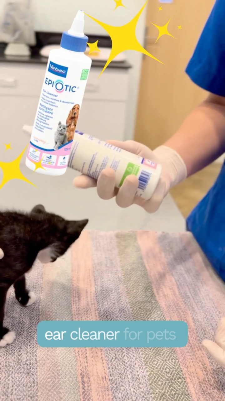 Cleaning your pet’s ears at home may seem a little daunting at first, but with the right technique and a gentle approach, it can become a simple part of their regular care routine.Watch Dr. Ula demonstrate the proper ear-cleaning technique and share helpful tips to make the process easier and more comfortable for your furry friend.Remember: Take your time, use the right ear-cleaning products, and always be gentle. Never force your pet if they’re uncomfortable.With a little patience and practice, ear cleaning can become a stress-free part of caring for your pet at home! 🐾🔖Book your appointment:
🔗Link: https://ap-booking.vetstoria.com/booking/66b5d69745c87/?r=6
📞Phone: 023-986-640
📲WhatsApp: 017 464 681
📲Telegram: https://t.me/VSLveterinaryclinic
📍Visit us in BKK1: https://share.google/pglZkQrmunrFuLRKX
📱Join our VSL Telegram group: https://t.me/+5d7K4kN3Y0ljZTEy~~~👂🐾 ការសម្អាតត្រចៀកសត្វចិញ្ចឹមនៅផ្ទះការសម្អាតត្រចៀកសត្វចិញ្ចឹមនៅផ្ទះ អាចមើលទៅពិបាកបន្តិចនៅពេលដំបូង។ ប៉ុន្តែជាមួយនឹងបច្ចេកទេសត្រឹមត្រូវ និងការអនុវត្តដោយទន់ភ្លន់ វាអាចក្លាយជាផ្នែកមួយដ៏សាមញ្ញនៃការថែទាំសុខភាពប្រចាំថ្ងៃរបស់ពួកគេ។ 🐶🐱💕🎥 សូមទស្សនា Dr. Ula បង្ហាញពីបច្ចេកទេសសម្អាតត្រចៀកឱ្យបានត្រឹមត្រូវ និងចែករំលែកគន្លឹះមានប្រយោជន៍ ដើម្បីធ្វើឱ្យដំណើរការនេះកាន់តែងាយស្រួល និងមានផាសុកភាពសម្រាប់សមាជិកគ្រួសាររោមរបស់អ្នក។ 🥰💡 សូមចងចាំ៖
• ចំណាយពេលធ្វើវ